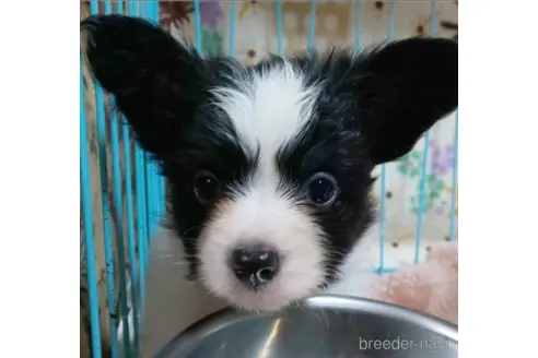 公開中に変更
ペットID
1330
種類
パピヨン
性別
男の子
見学地域
東京都 新宿区
誕生日
2023年08月29日
毛色
トライカラー
血統書の有無
あり
ワクチン代負担
代金に含む
マイクロチップの有無
代金に含む
成犬時予想体重
3kg